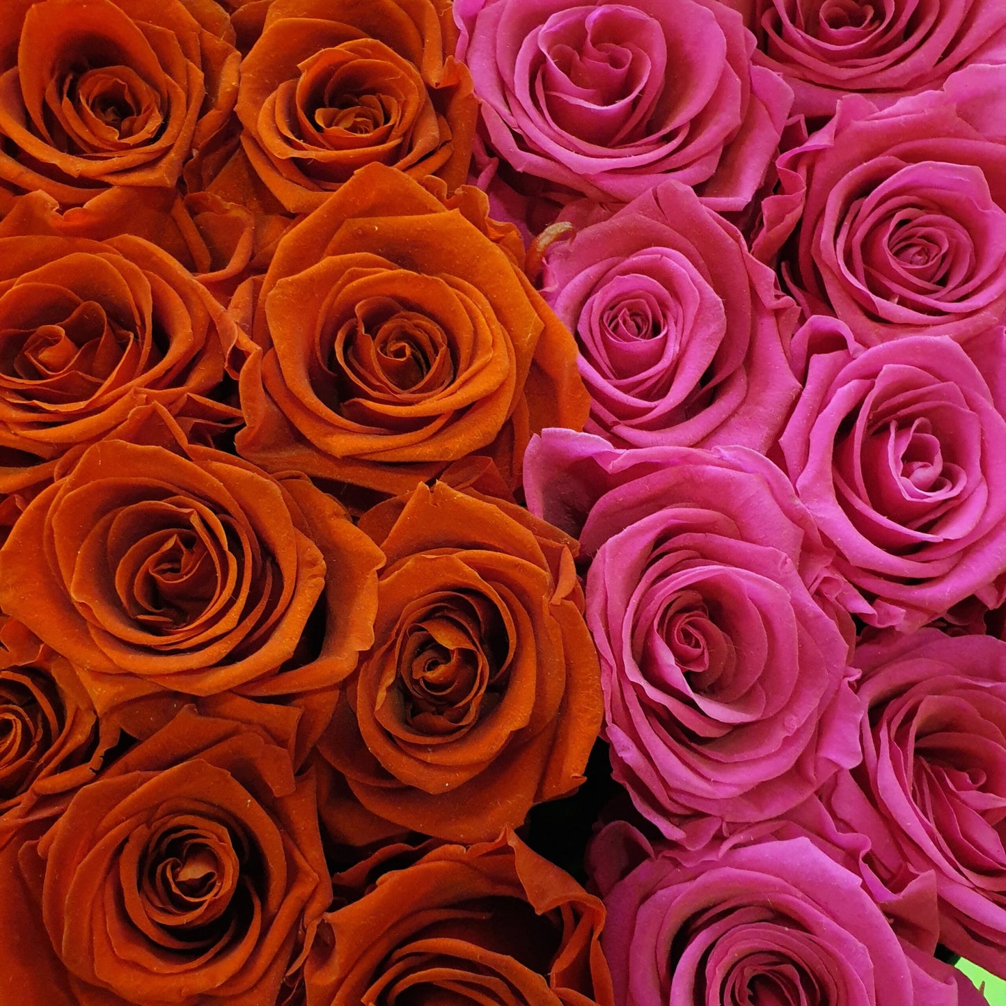 Roses from the Sorbonne - Merino Sock