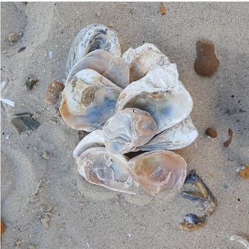 Oyster Shells on Newborough Beach - Bamboo and Merino 4ply