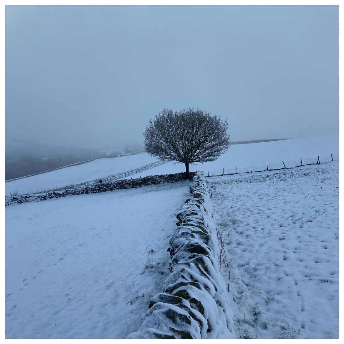 Archive: 100 days of January