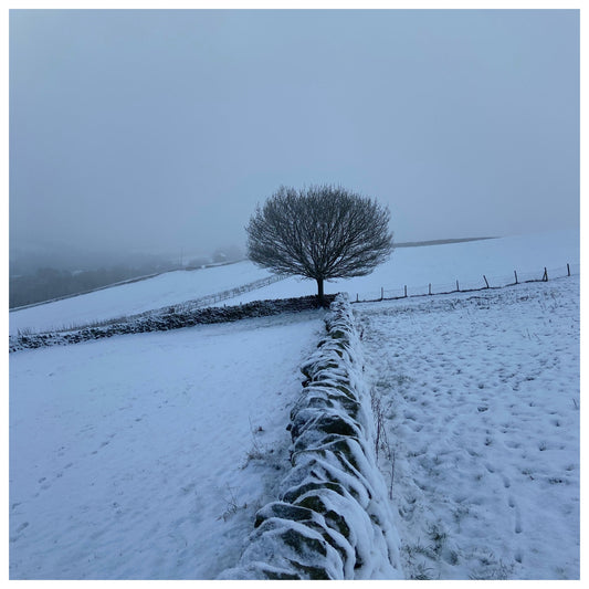 Archive: 100 days of January