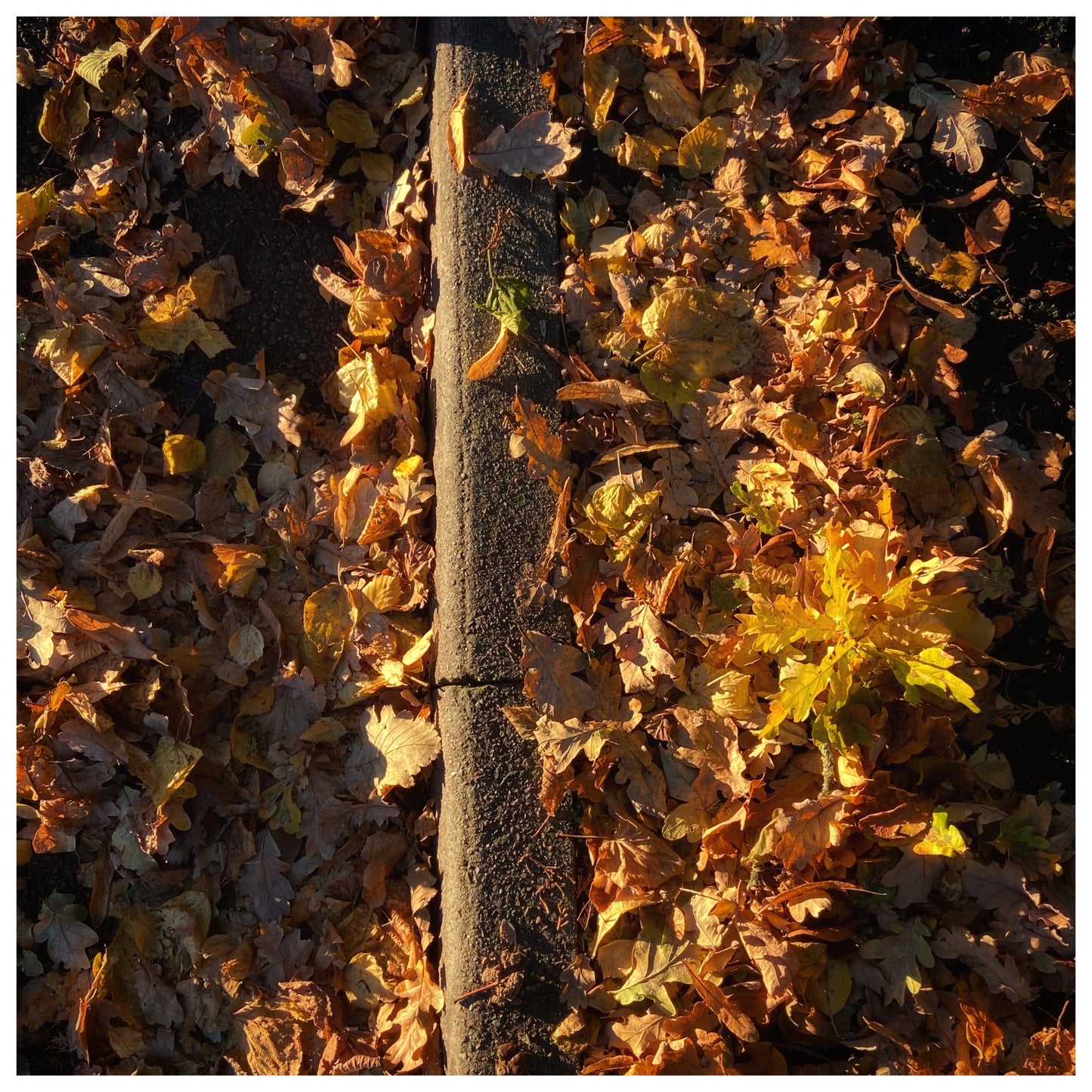 Kicking the Leaves in Hyndland - Silk Mohair