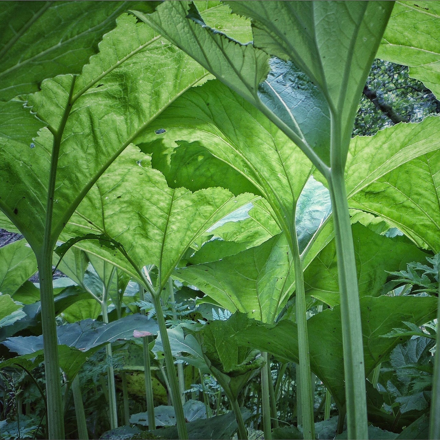 Under the Gunnera Leaves - Merino Slub