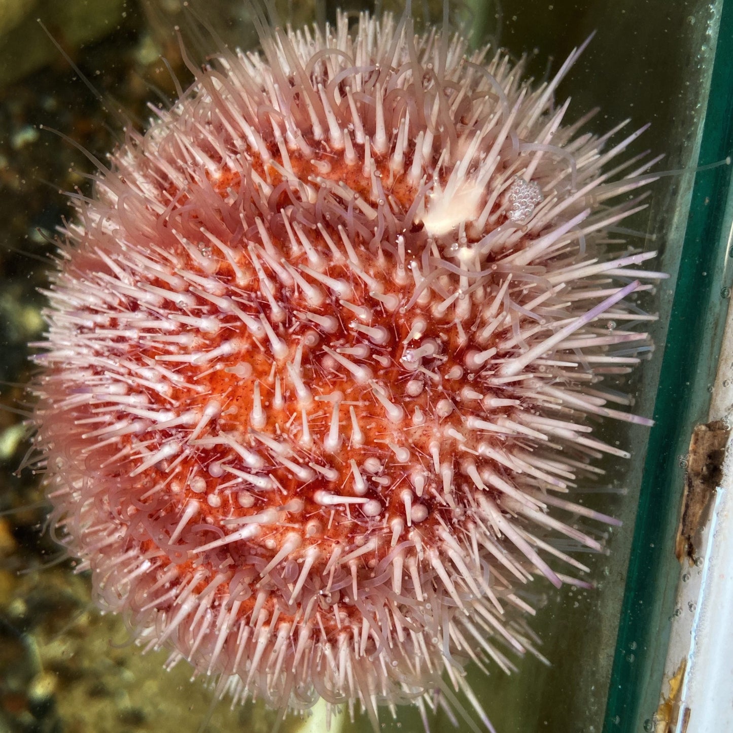 Sea Urchins at Amble - Merino Slub