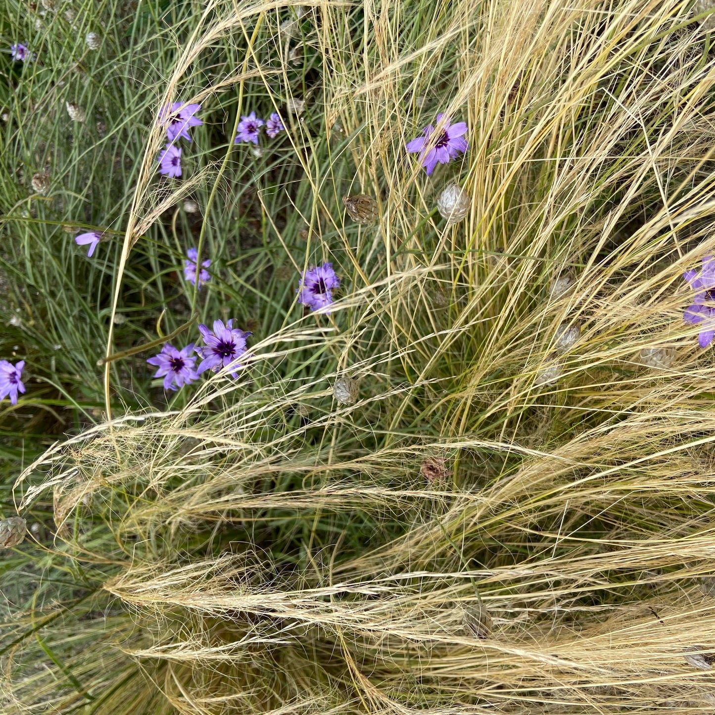 Prairie Grass at Bridgewater - Silk Mohair