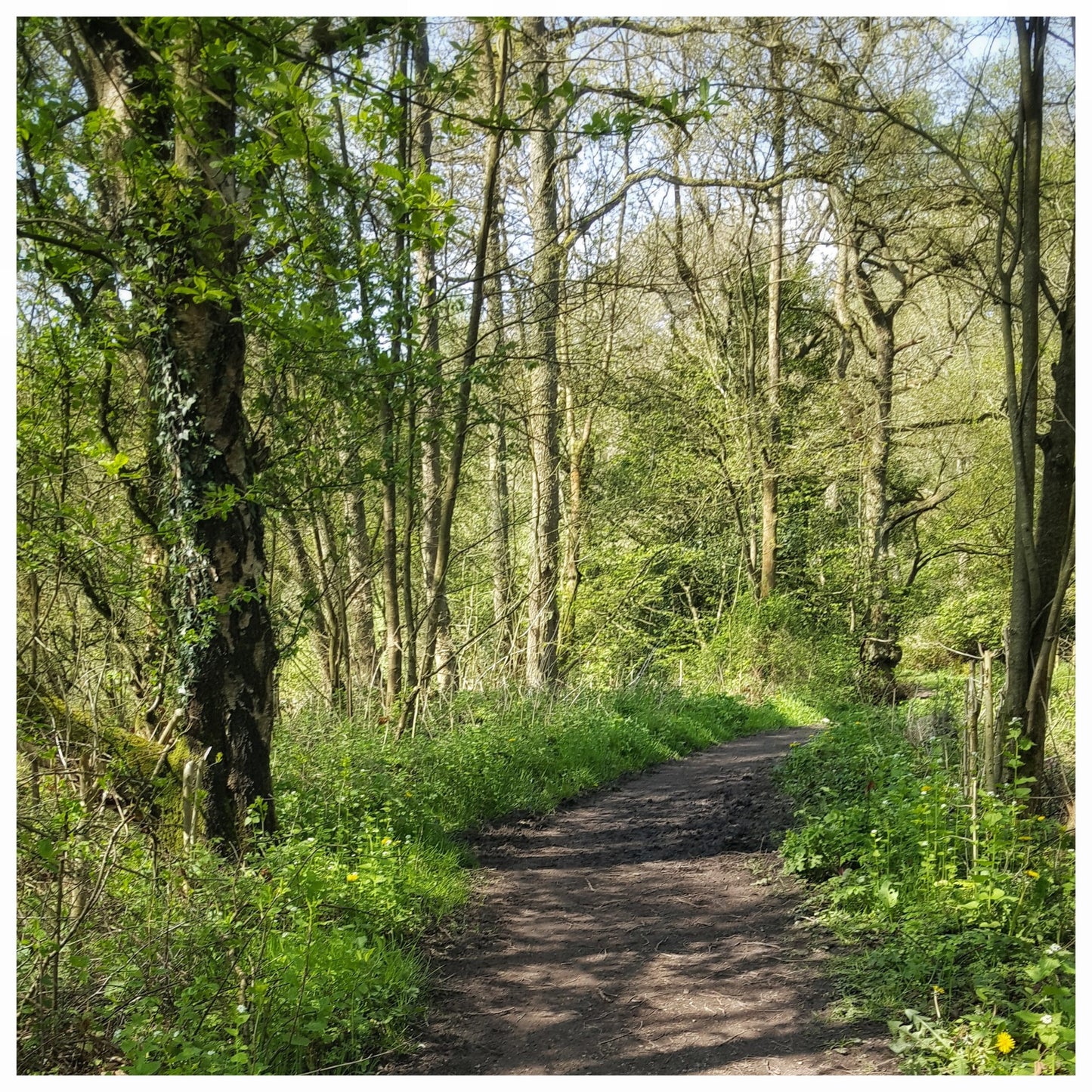 Buxton Woods - Bluefaced Leicester Sock